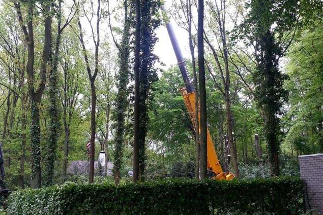 het rooien van beukenbomen bij een woonhuis in Bergen op Zoom 